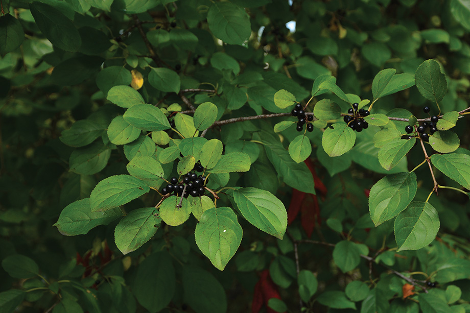 Growing Pains: How to Conquer Buckthorn