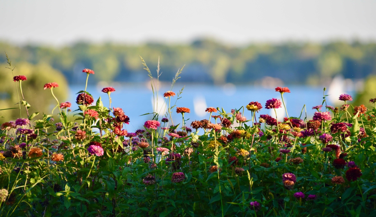 Zinnia's with a View by Maria Slusser