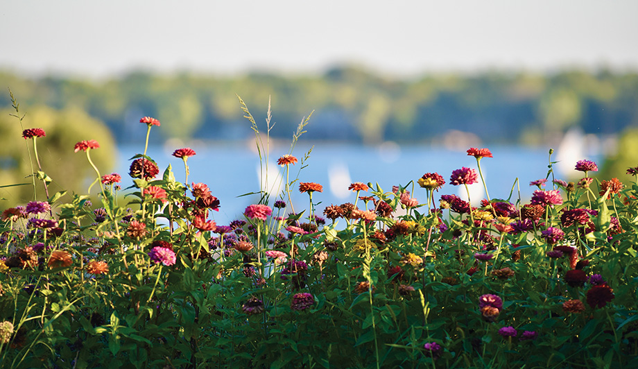 Zinnias with a View