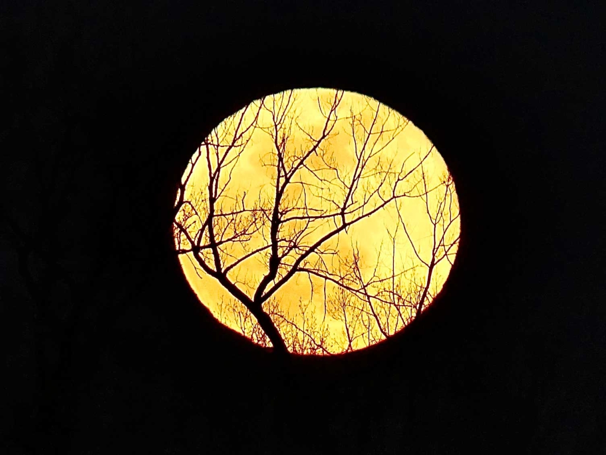 Full Moon behind the Trees over Lake Minnetonka by Emily Wolff Lewis