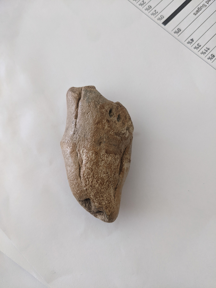 juvenile bison horn fossil