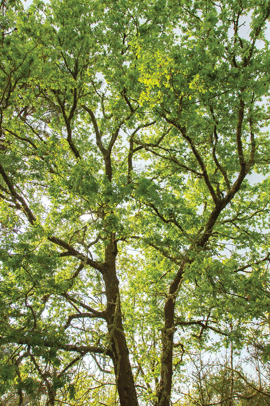 Quercus robur green springtime foliage