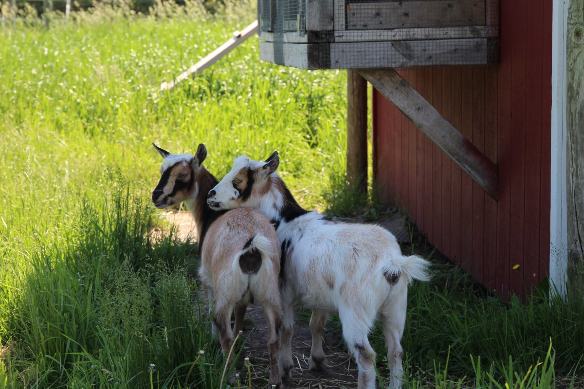 Goats at Minnetonka Orchard