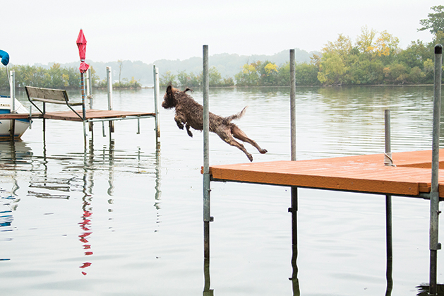 Dog Jumping off Dock