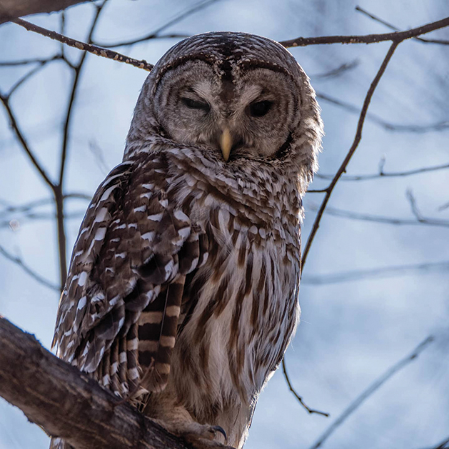 Owl perched in tree branches.