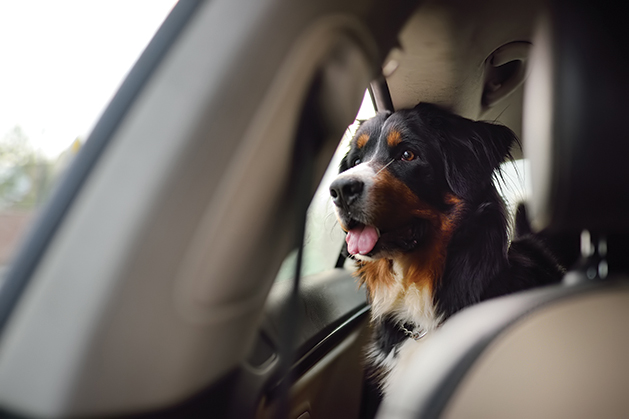 Purebred dog breed sennenhund rides in the car. Transportation of large animals. Bernese Mountain dog is waiting for the owner to return.