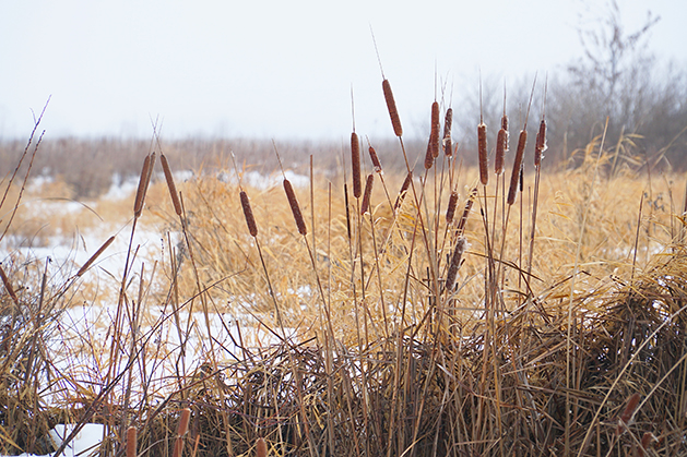 Dry cattail, marsh grass on a snowy background in winter