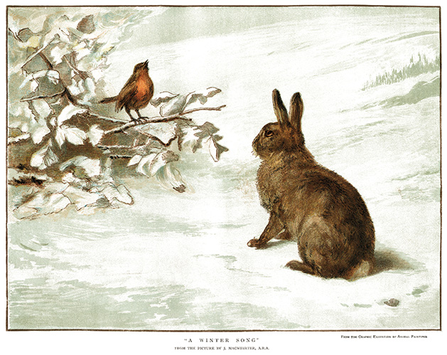 Robin and rabbit illustration