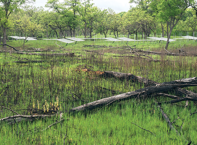 Water Manipulation, International Drought Experiment: Cedar Creek Savanna