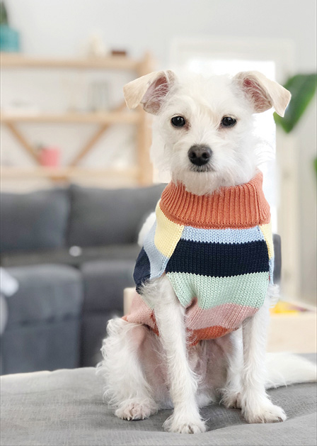 Dog Wearing Sweater from Dog Threads