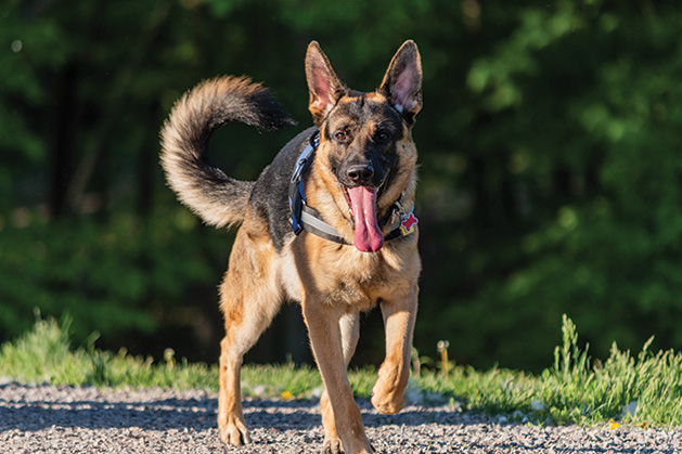 Lens on Lake Minnetonka: ‘A Happy Dog’ Surveys the Dog Park