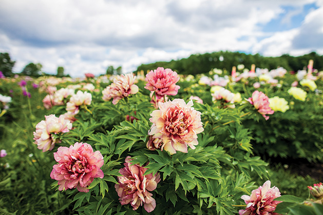 The Story of Swenson Gardens, the World’s Largest Chemical-free Peony Farm