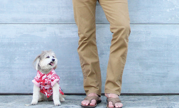 Dog Threads Makes Fun Clothing for Your Furry Friends