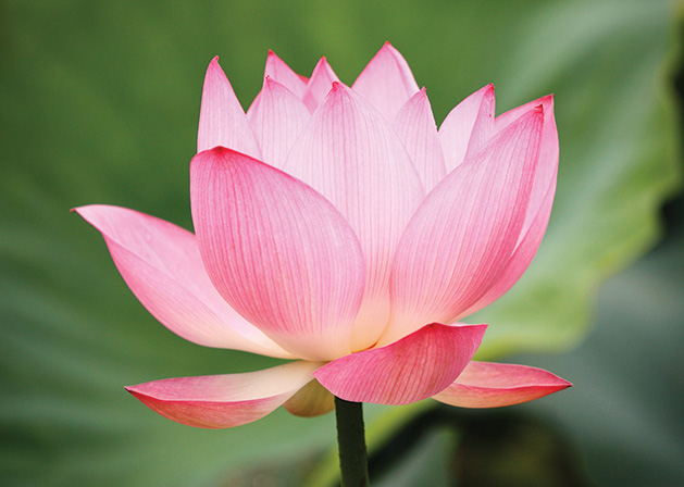 A pink lotus