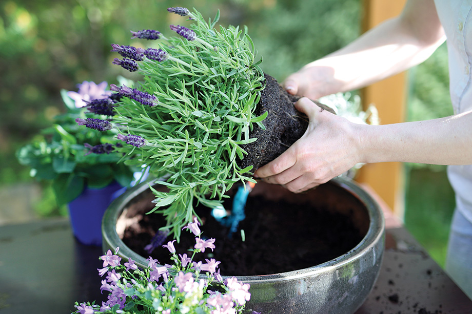 Woman plants lavender in a pot.