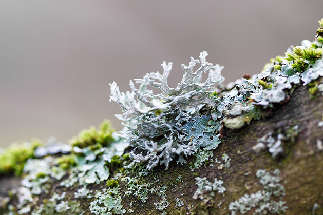 The Life of the Lichen