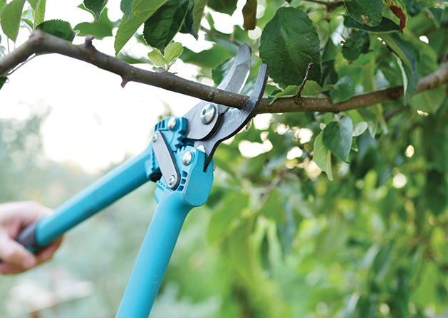 When Should You Prune Your Trees?