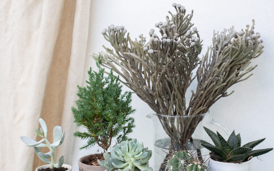 How to Keep Your Houseplants Healthy