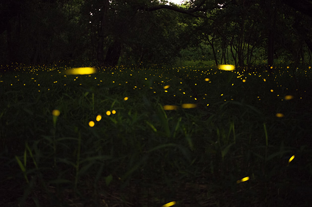 Fireflies in a field