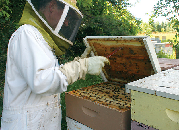 Ames Farm Beekeeper
