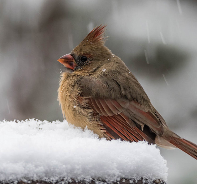 Snowy Cardinal Endures Minnesota Winter
