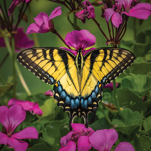 A swallowtail butterfly rests on a garden phlox in this Lens on Lake Minnetonka winning photograph.