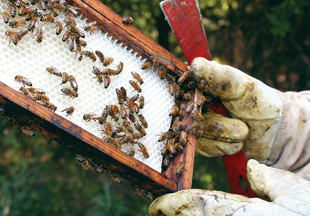 7 Ways to Support Struggling Bee Populations