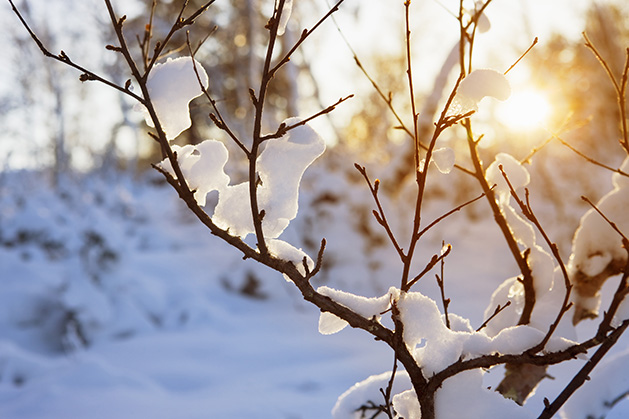 Sun peeks through the snowy trees on a winter morning.