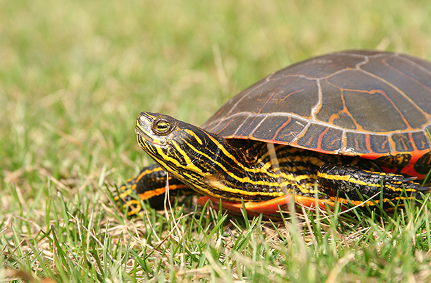 A painted turtle sits in the grass on a sunny day.