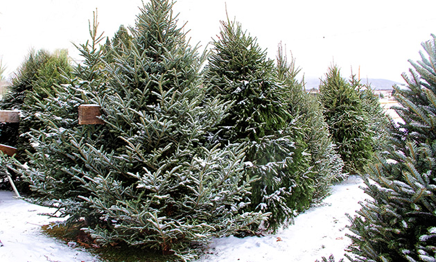 How to Pick the Perfect Christmas Tree