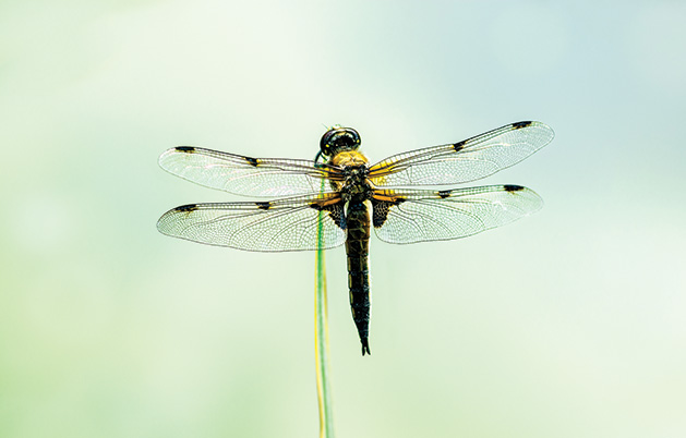 A dragonfly in flight.