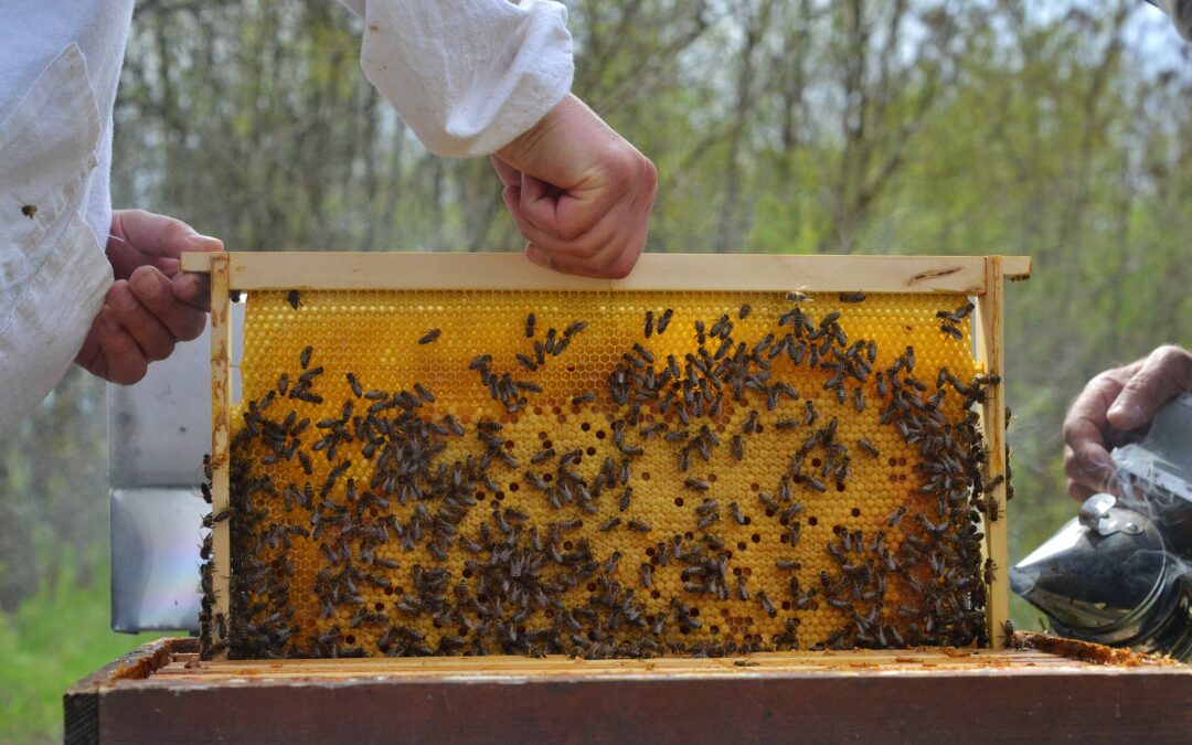 Lake Minnetonka Beekeeper Produces Honey and Promotes Healthy Bees