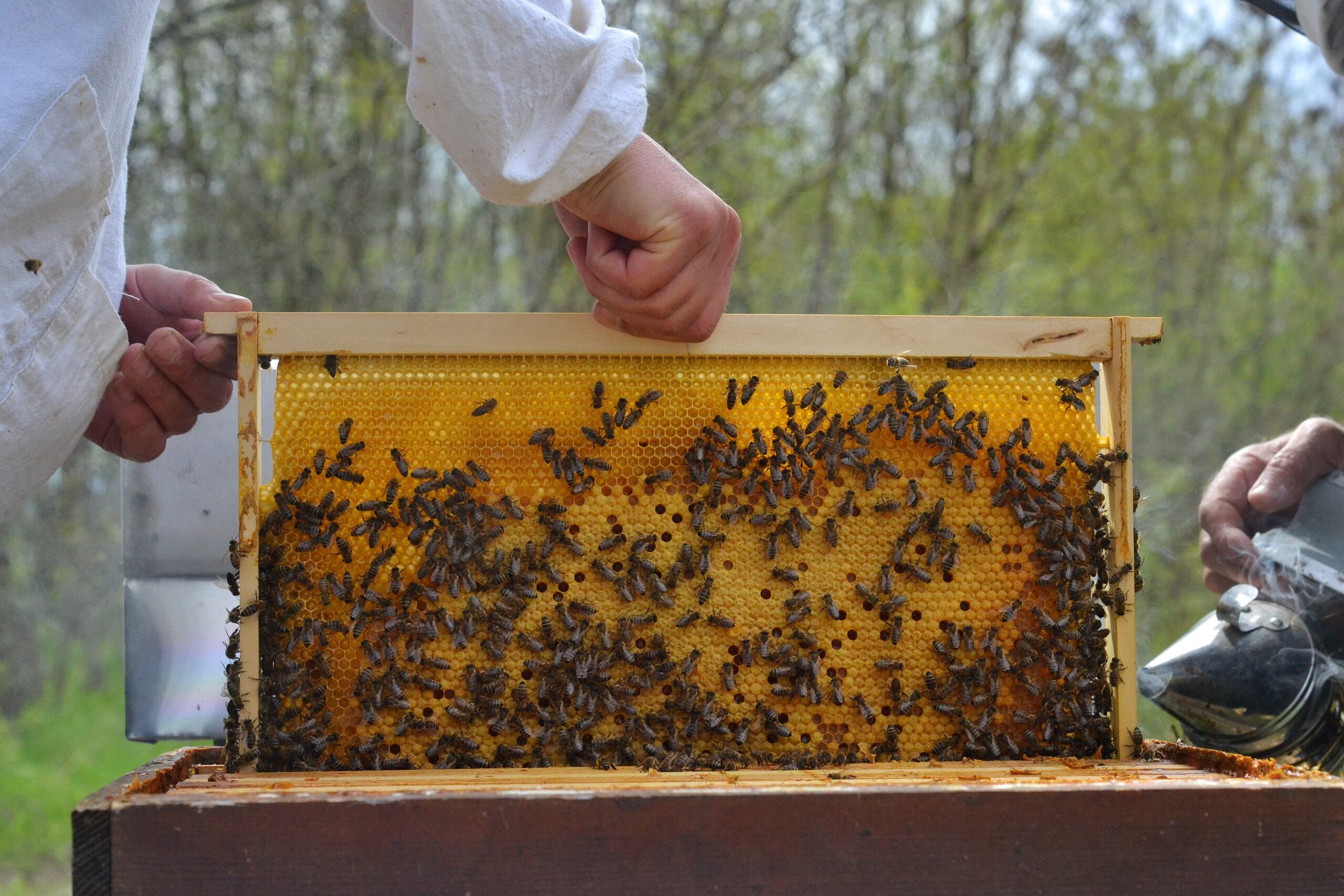 Beekeepers opening a working hive.