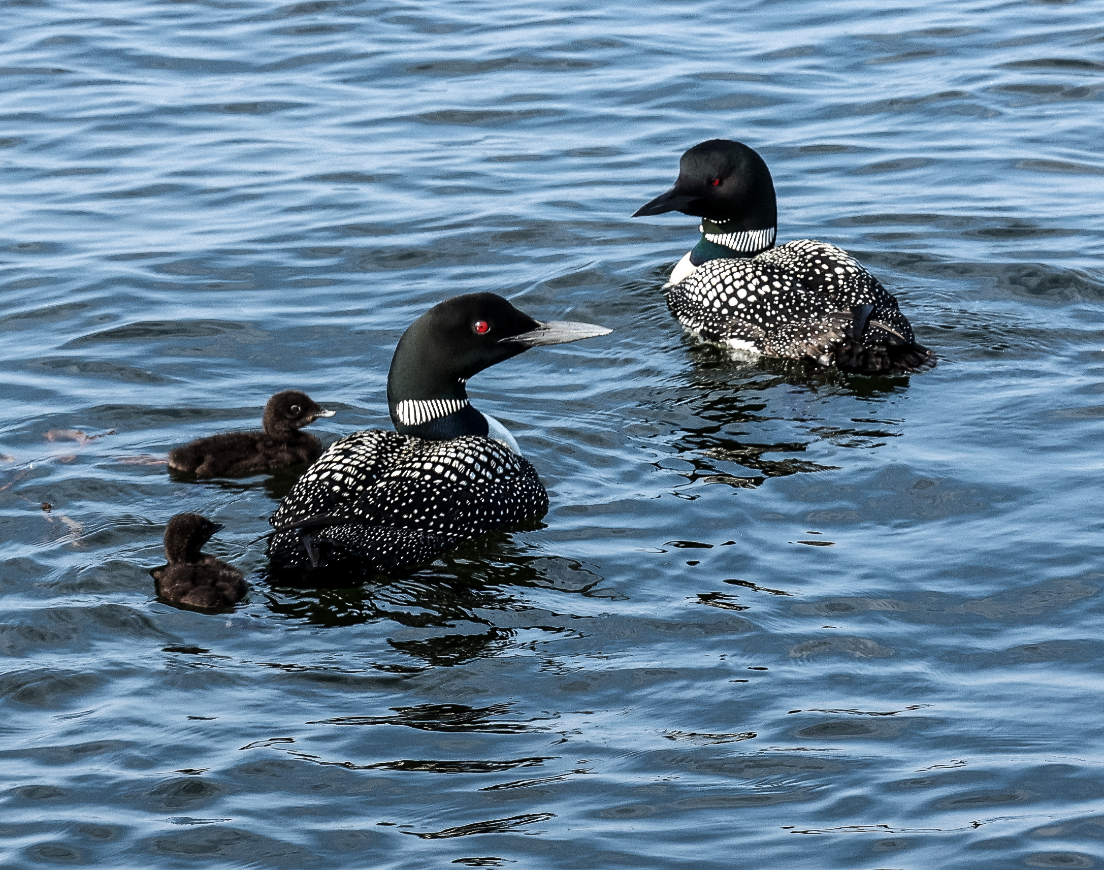 Loon Family photos on Lake Minnetonka by Cynthia Perone