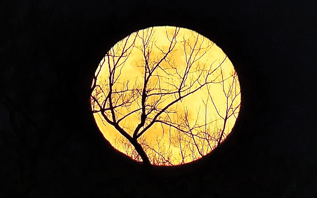 Full Moon behind the Trees over Lake Minnetonka
