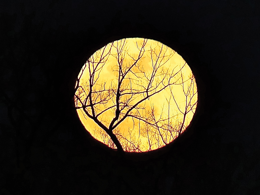 Full Moon behind the Trees over Lake Minnetonka