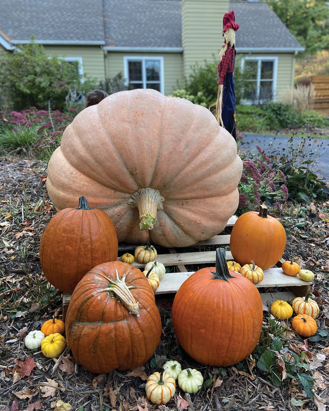 Nick Decker’s 657-pound pumpkin at the end of his driveway.