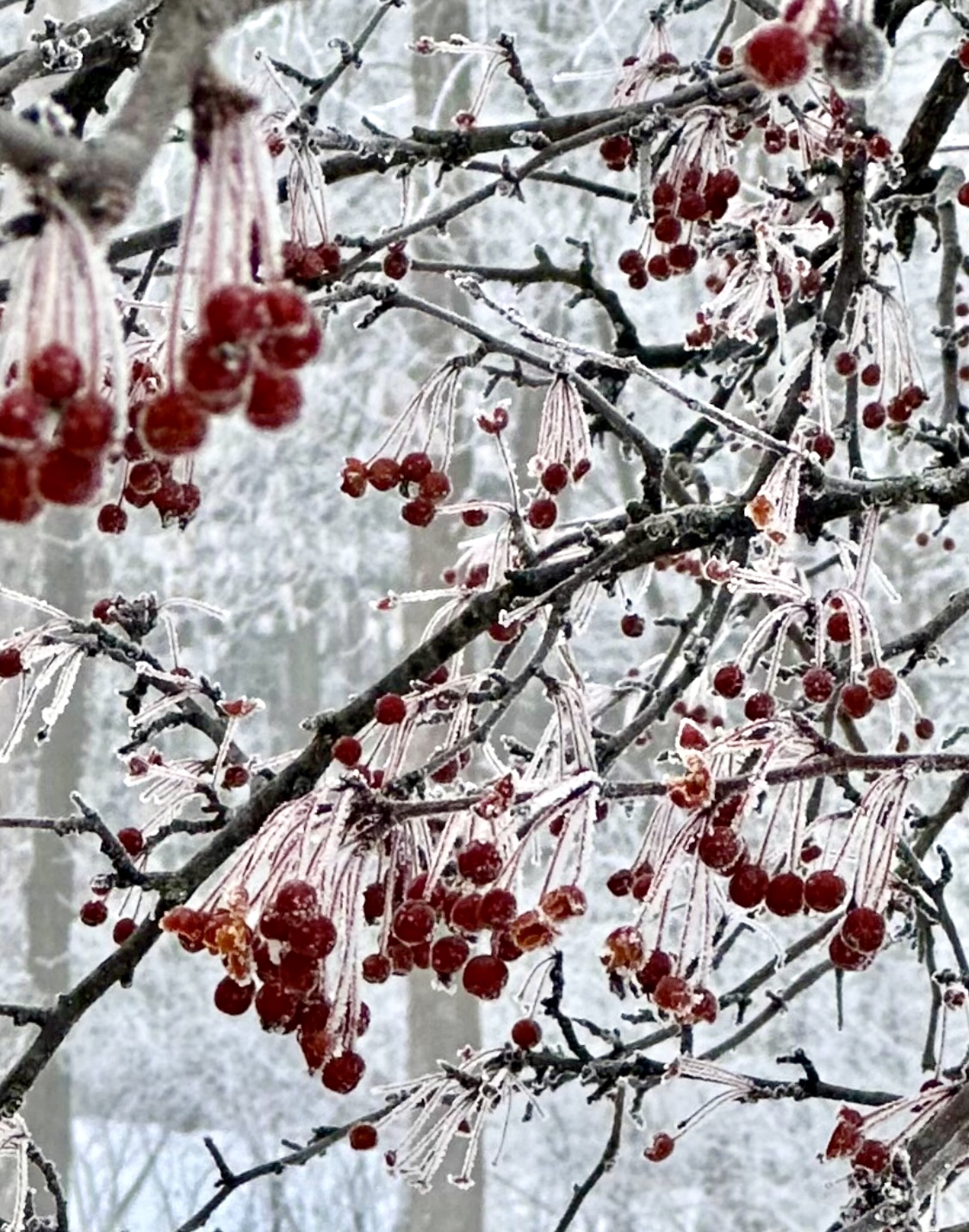 Berry Nice Winter by Berit Francis
