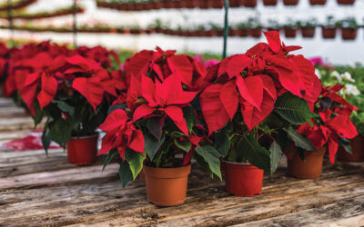 Getting to the Root of Poinsettias