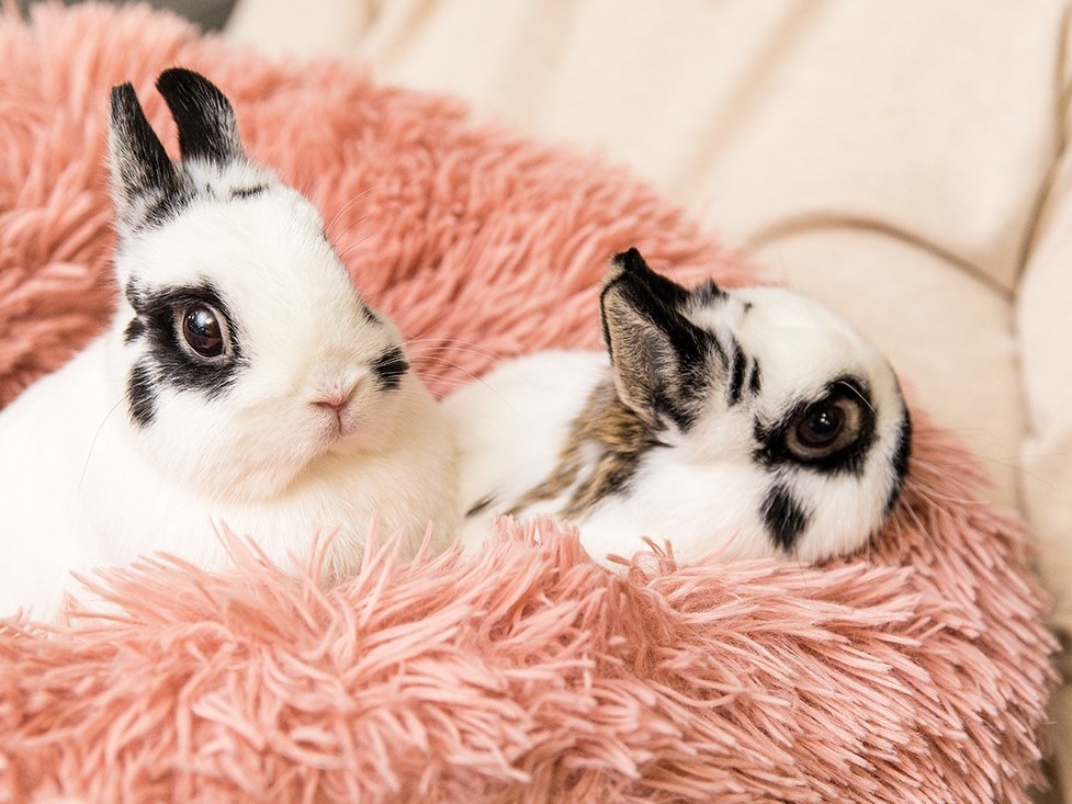 Two Rabbits from Bunny Besties