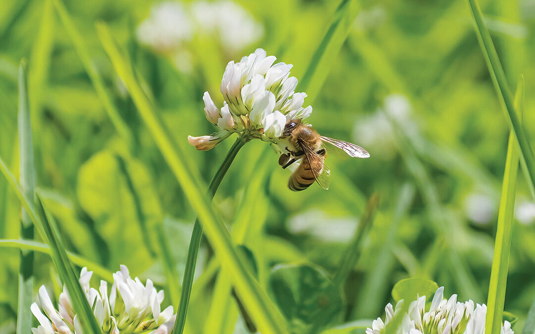 A Master Gardener’s Tips for Bee Lawns