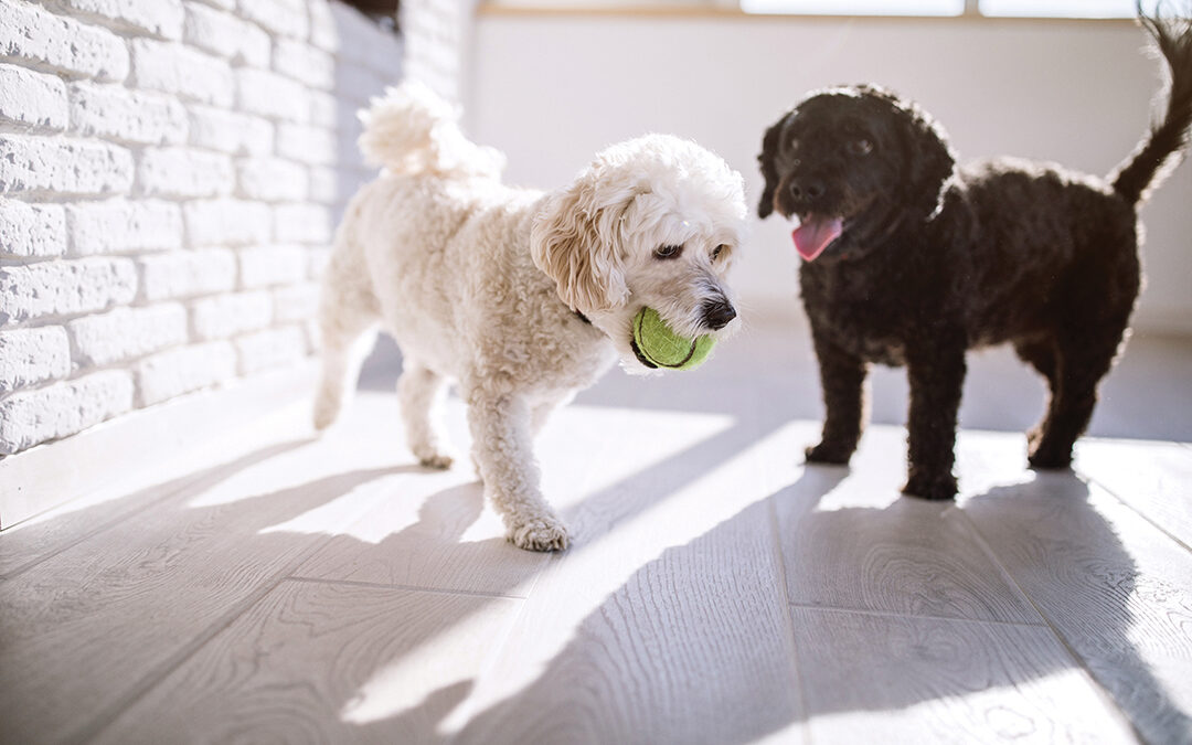 Indoor Zoomies Gives Pups the Runaround