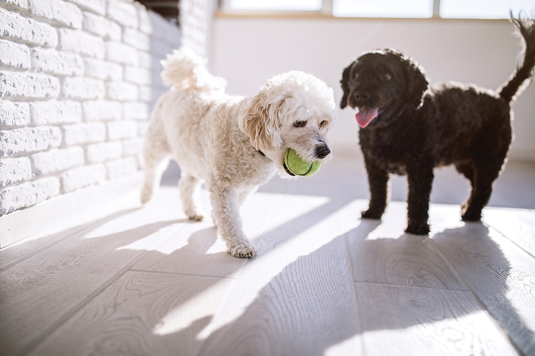 Two Cheerful And Lively dogs Playing With Ball