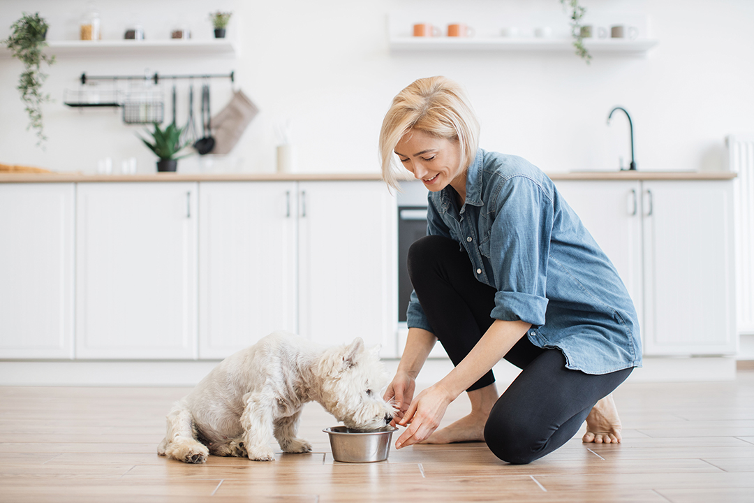 Caring young woman in denim shirt and yoga pants putting dog bowl with breakfast for white furry pet on room floor. Affectionate female owner providing best care for little animal in home interior.