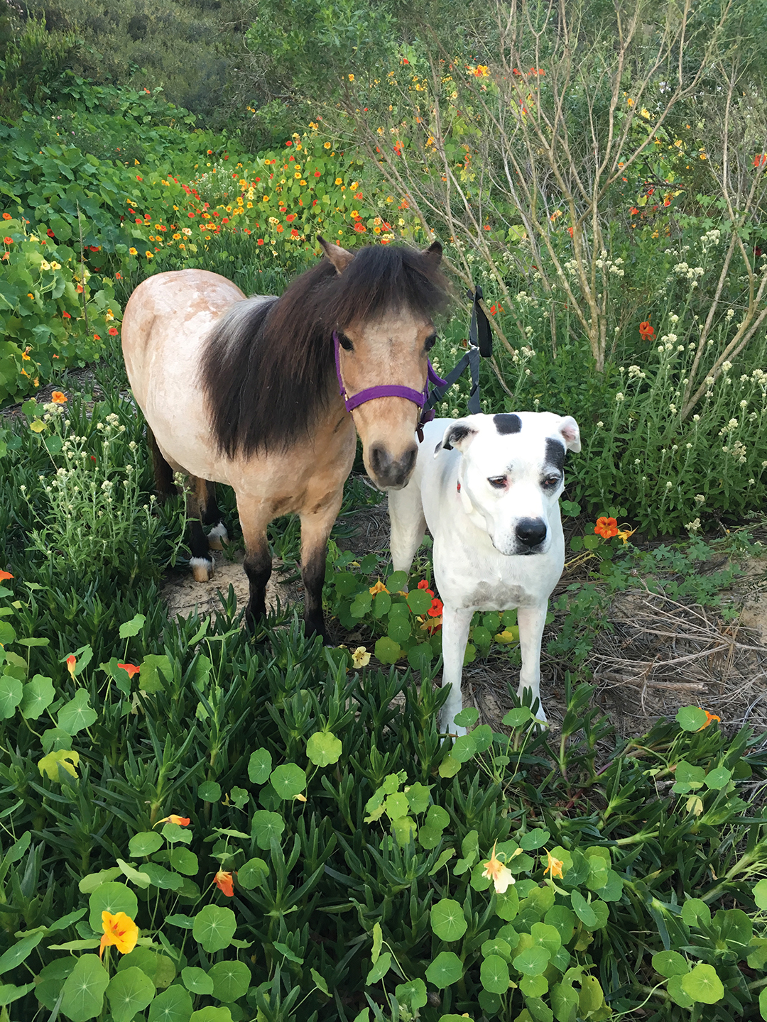 The best of pals, Sugar, a miniature horse, and Charger, a mastiff-boxer mix, enjoy some outdoor time.