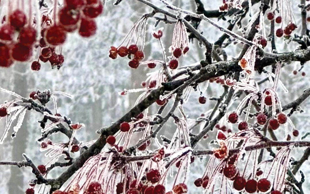 Berry Nice Winter