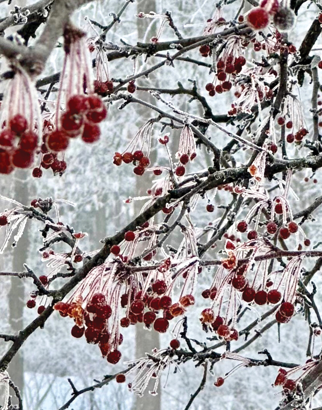 Berry Nice Winter