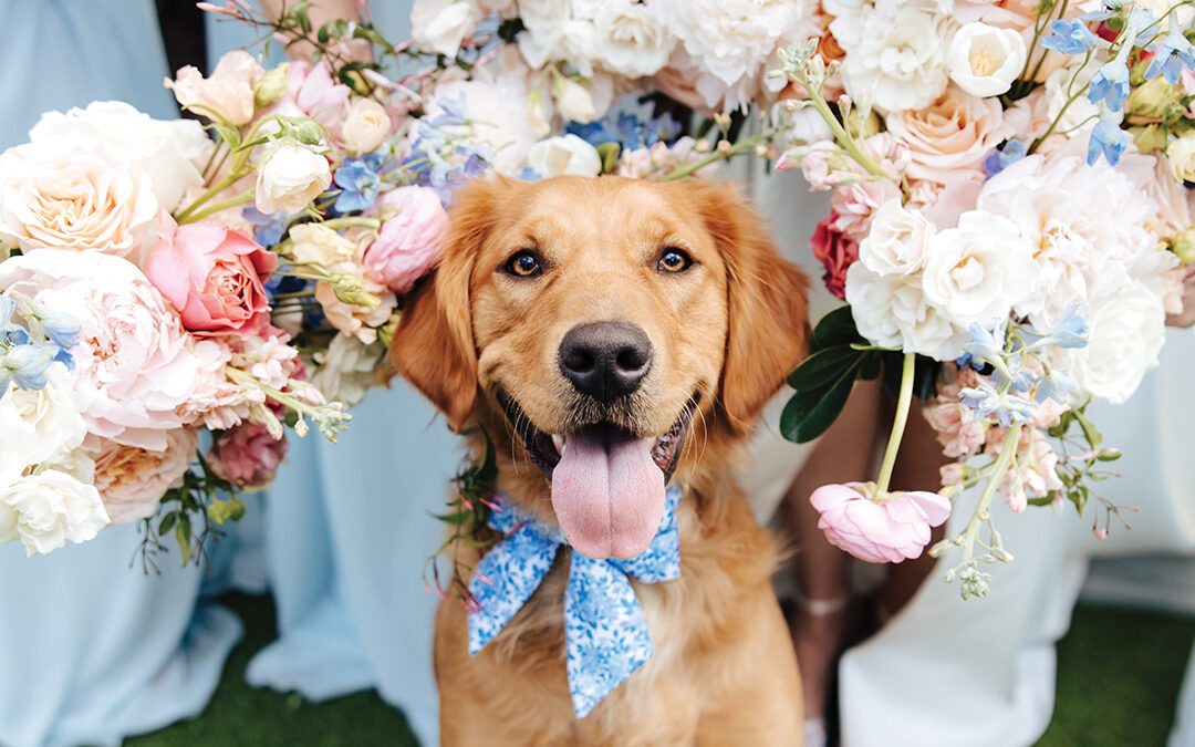 Doggy Social Helps Couples Include Their Pets in the Big Day