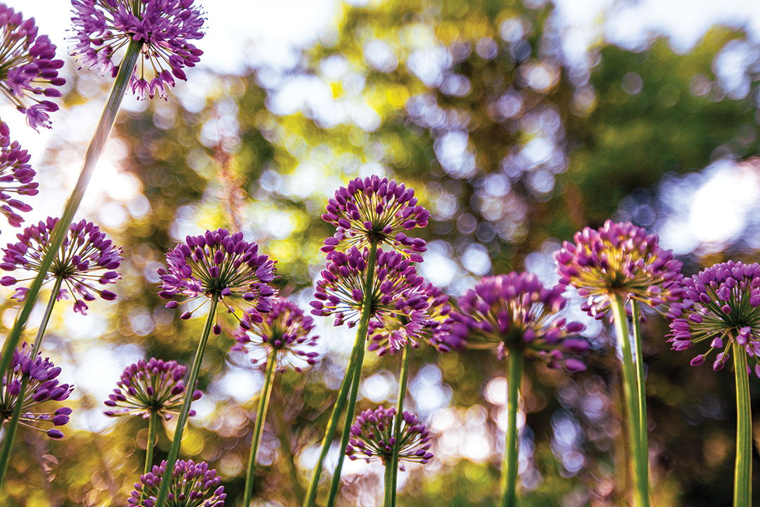 Allium thunbergii ‘Ozawa,’ an ornamental onion, blooms from August to November.