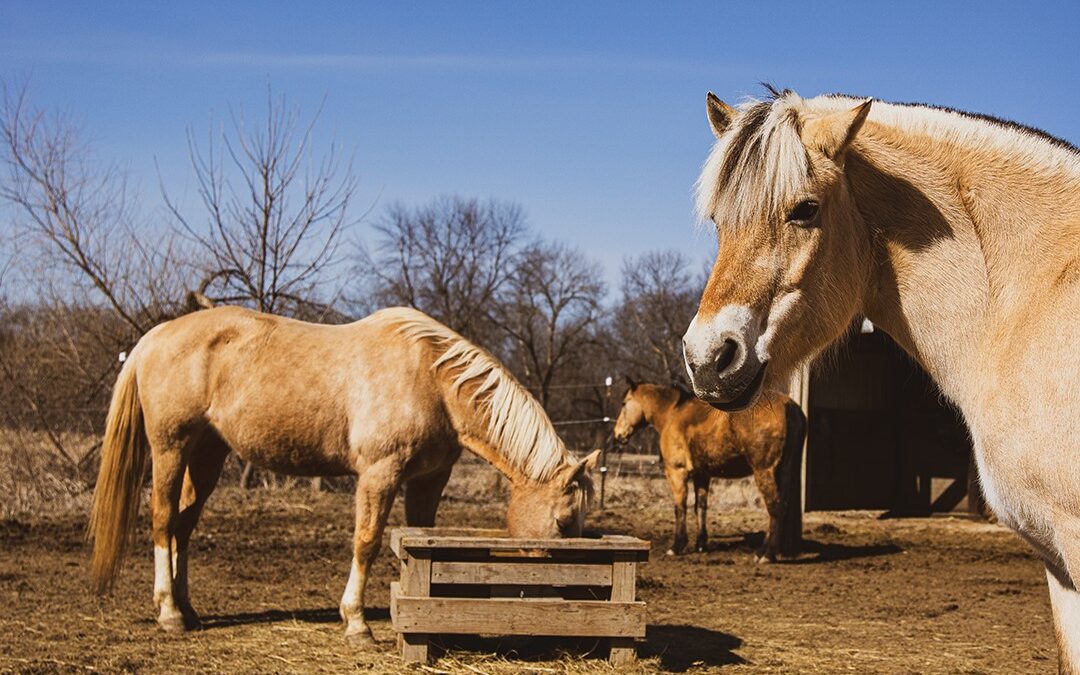 Tackling Summertime Anxiety for Horses